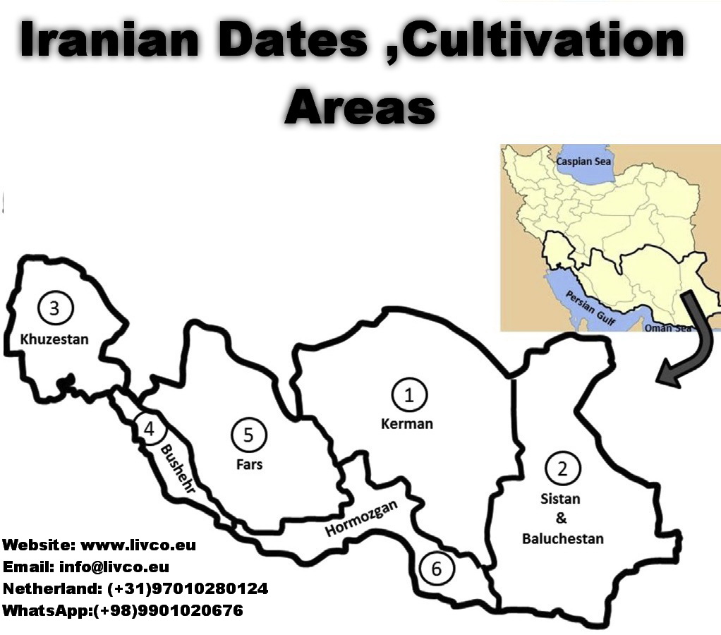 Iranian Dates supplier,www.livco.eu